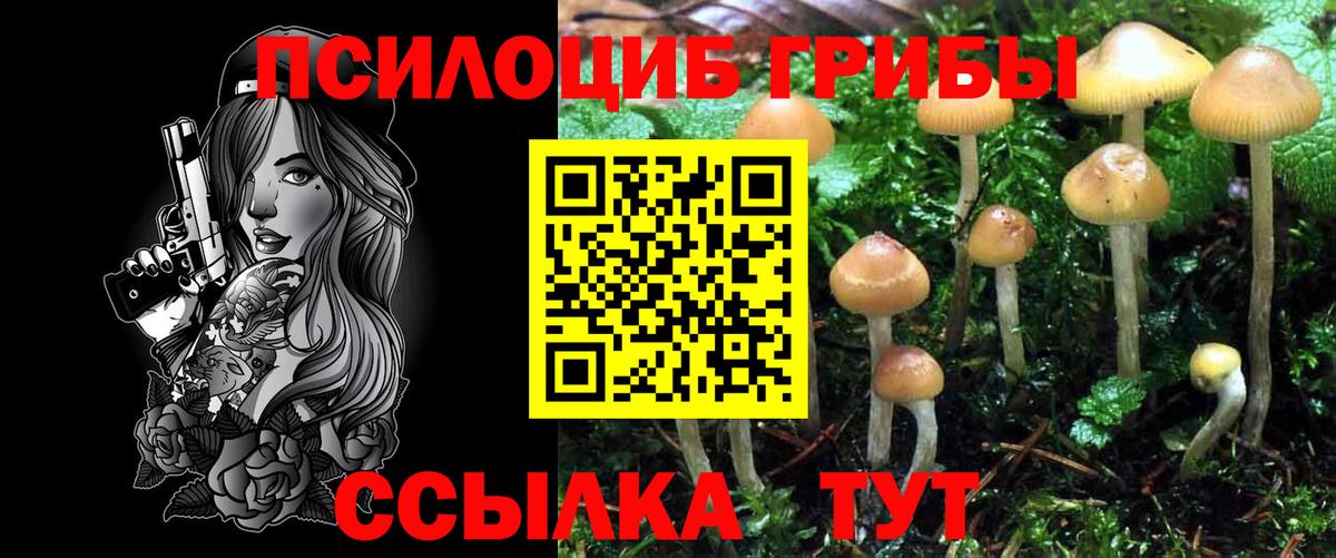 Псилоцибиновые грибы Psilocybe  Вход с VPN  Заводоуковск 
